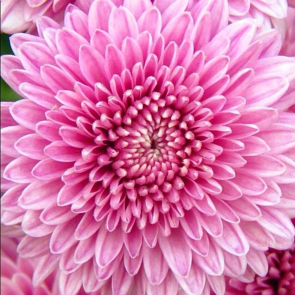 Meet your Posher, 🌹Roses & Lace 🌹 - Picture 1 of 1